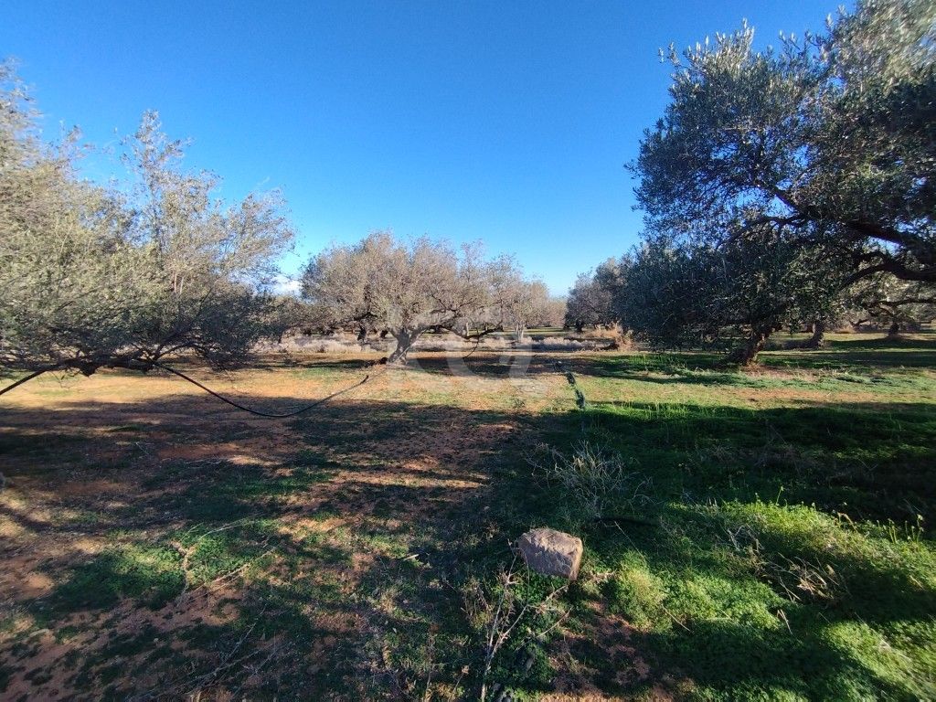 εικόνα αγγελίας