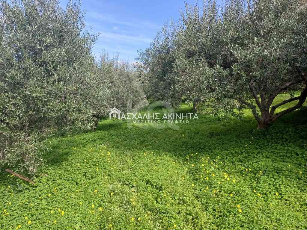 εικόνα αγγελίας