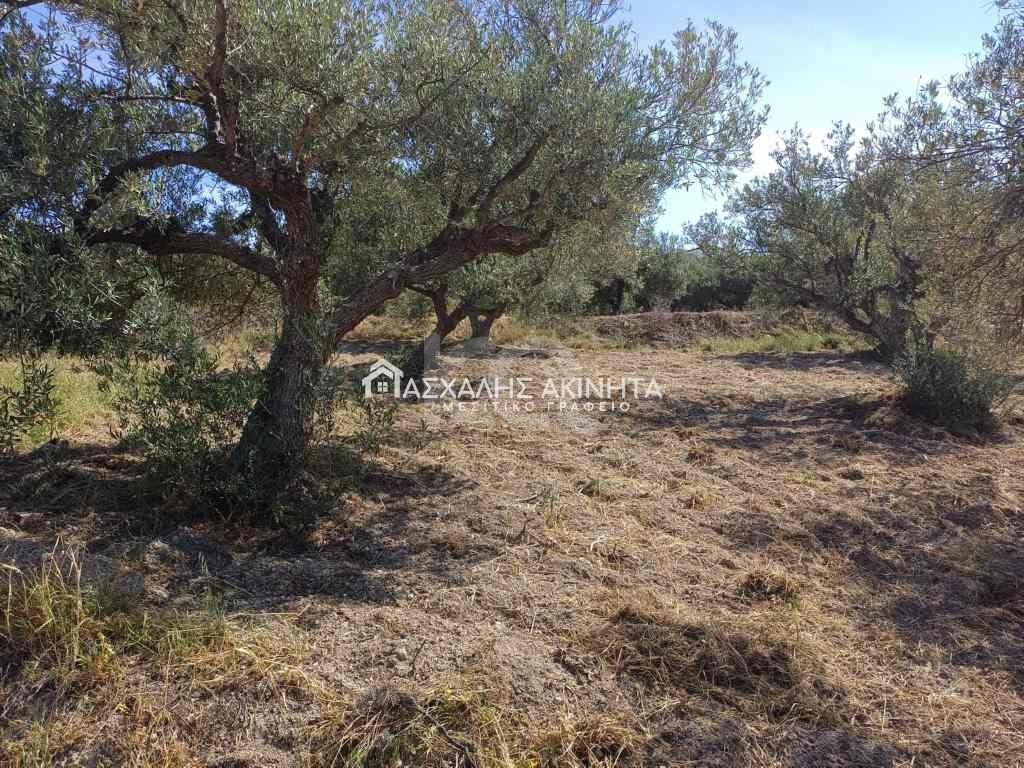 εικόνα αγγελίας