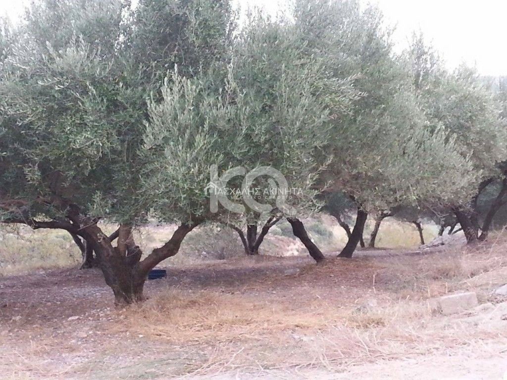 εικόνα αγγελίας