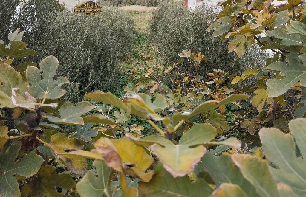 εικόνα αγγελίας