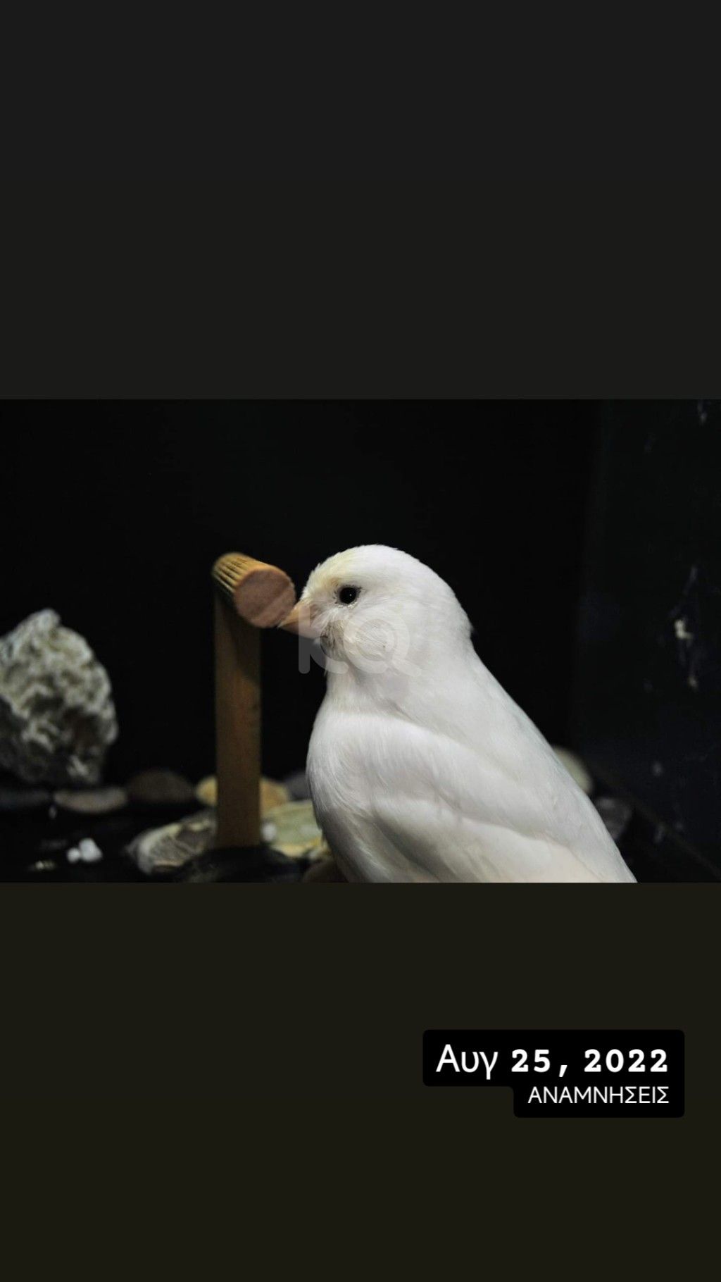 εικόνα αγγελίας