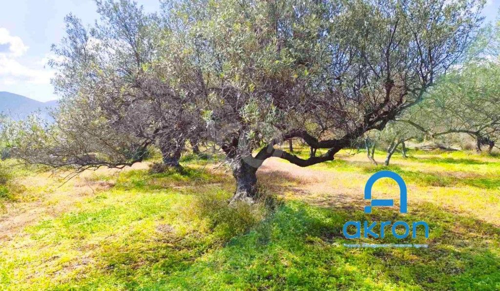 εικόνα αγγελίας