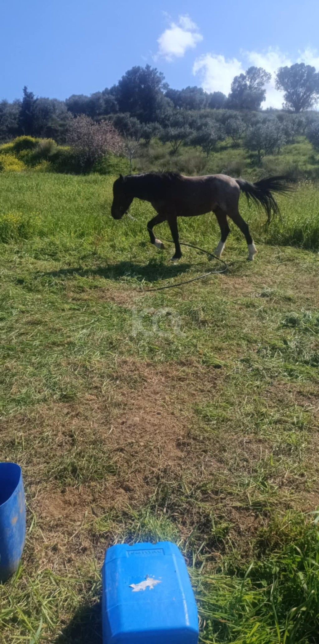 εικόνα αγγελίας