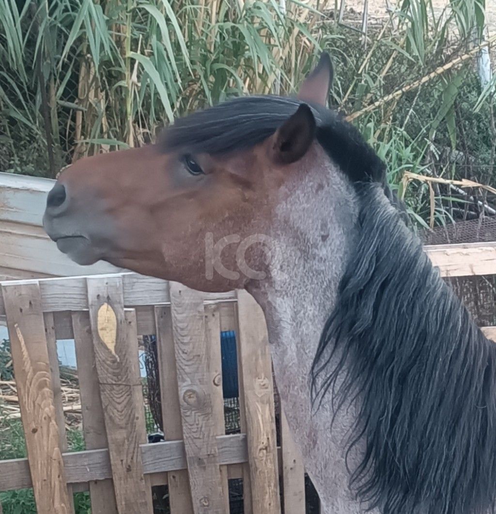 εικόνα αγγελίας