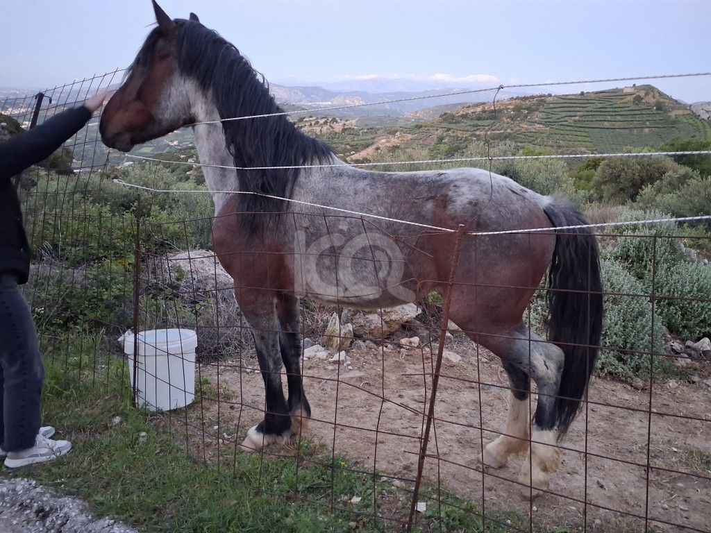 εικόνα αγγελίας