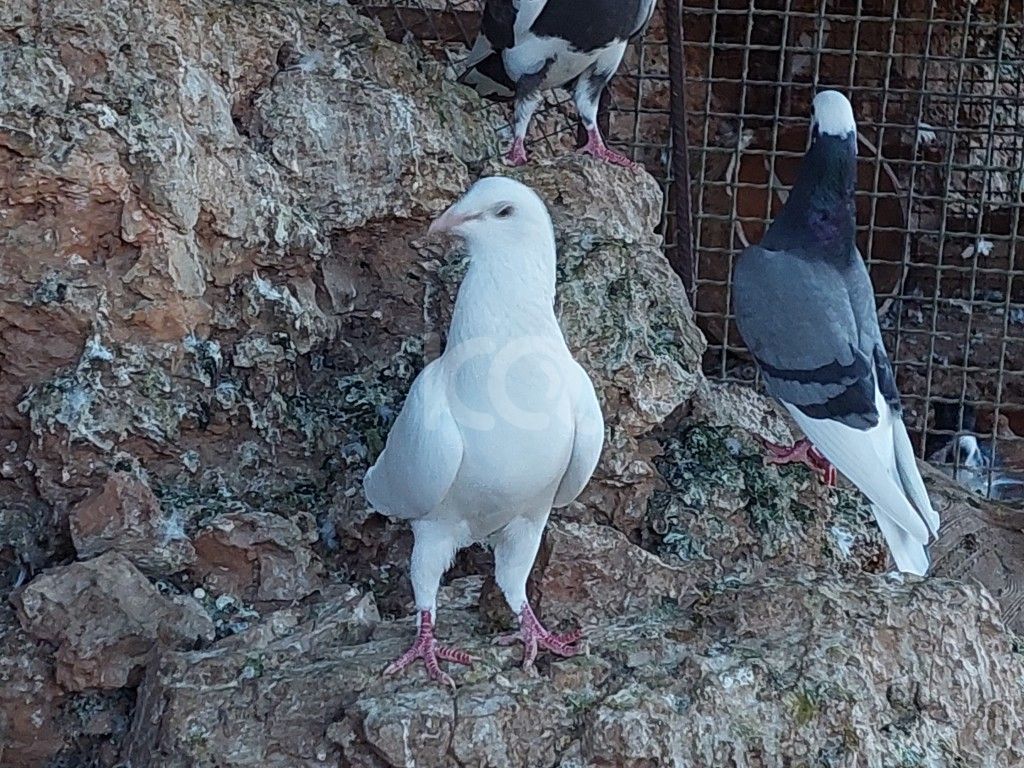εικόνα αγγελίας