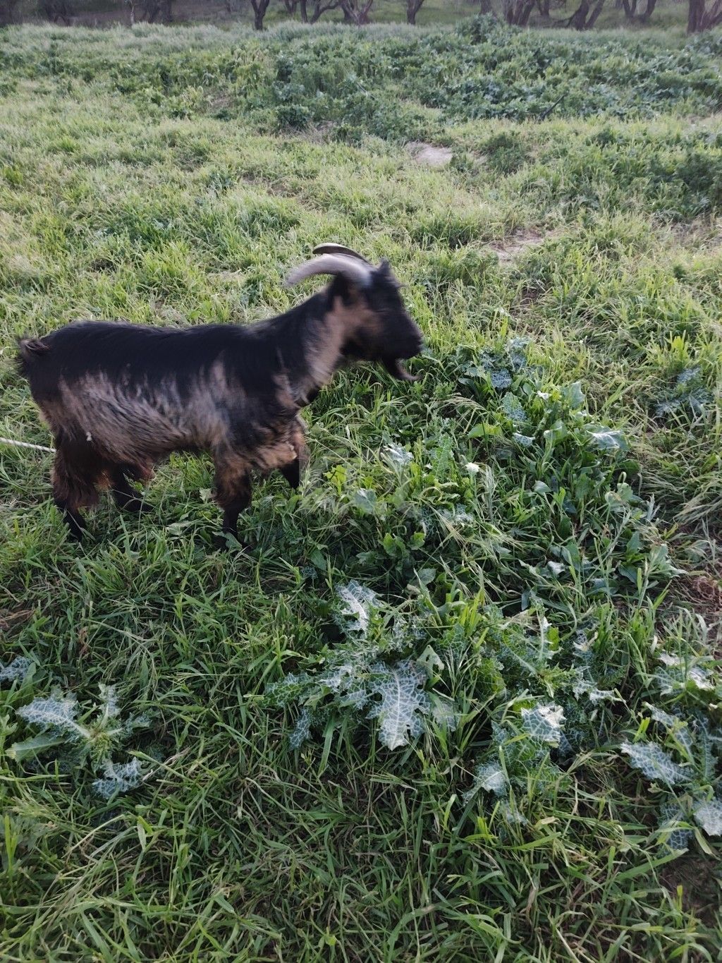 εικόνα αγγελίας