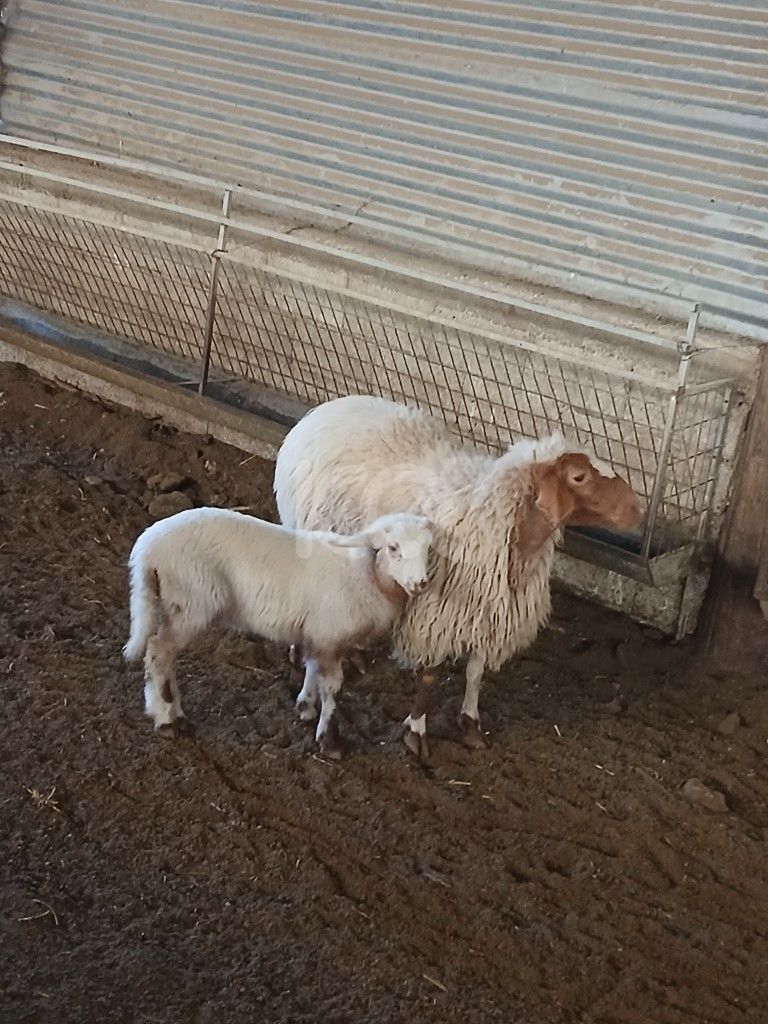 εικόνα αγγελίας