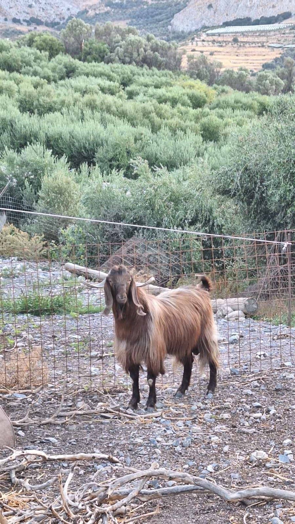 εικόνα αγγελίας