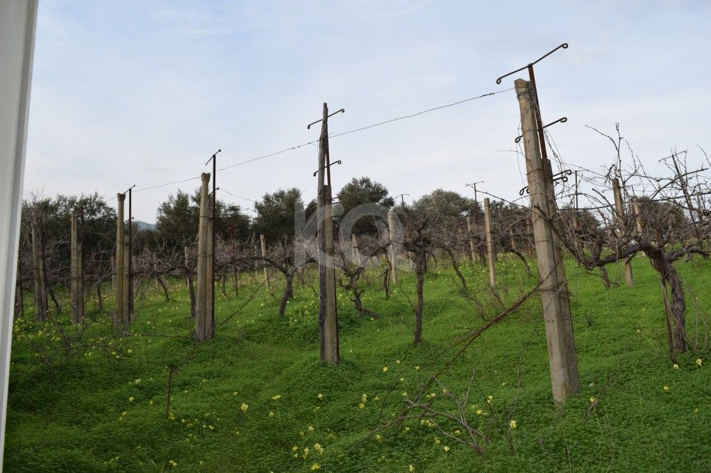 εικόνα αγγελίας