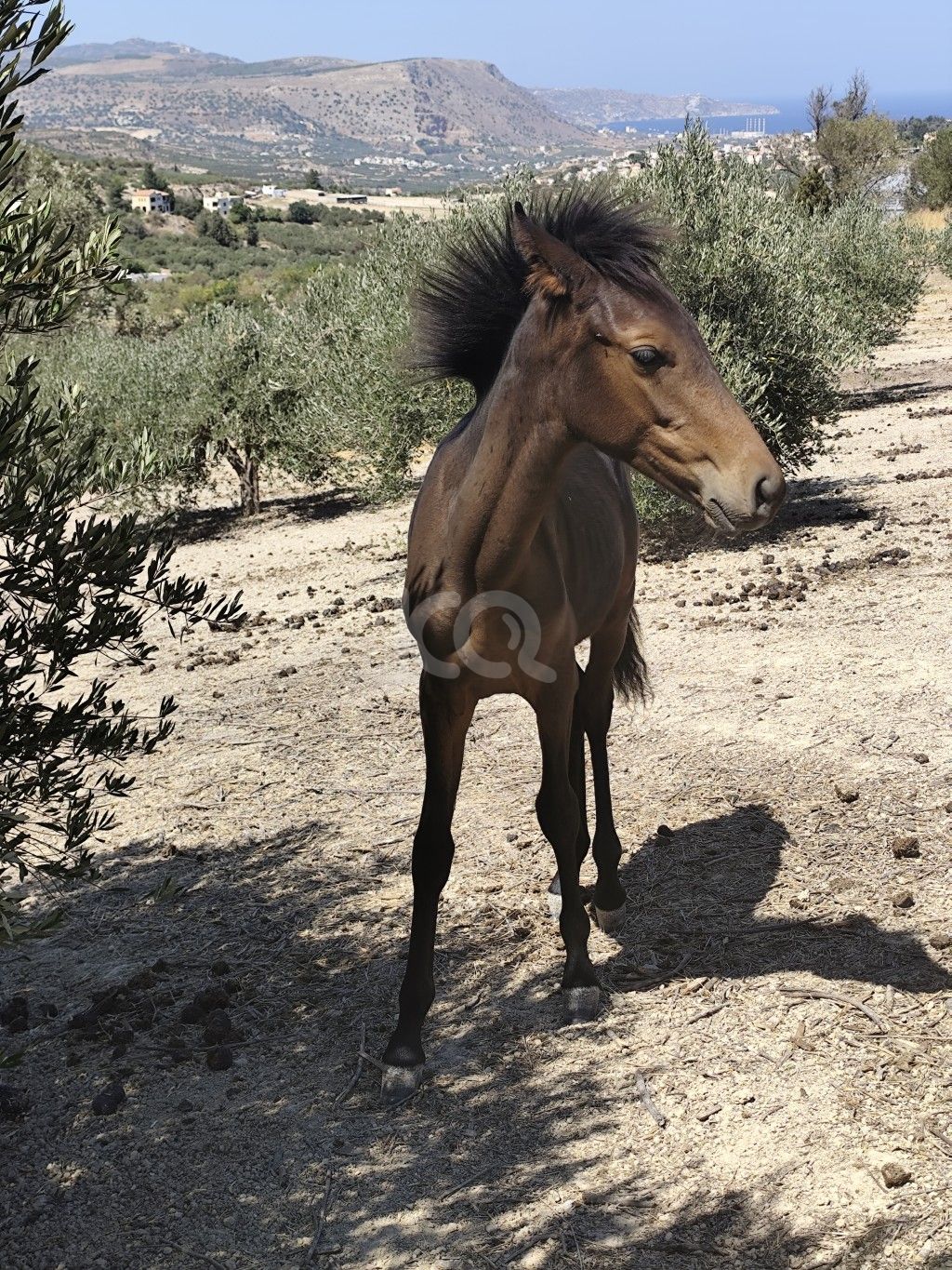 εικόνα αγγελίας