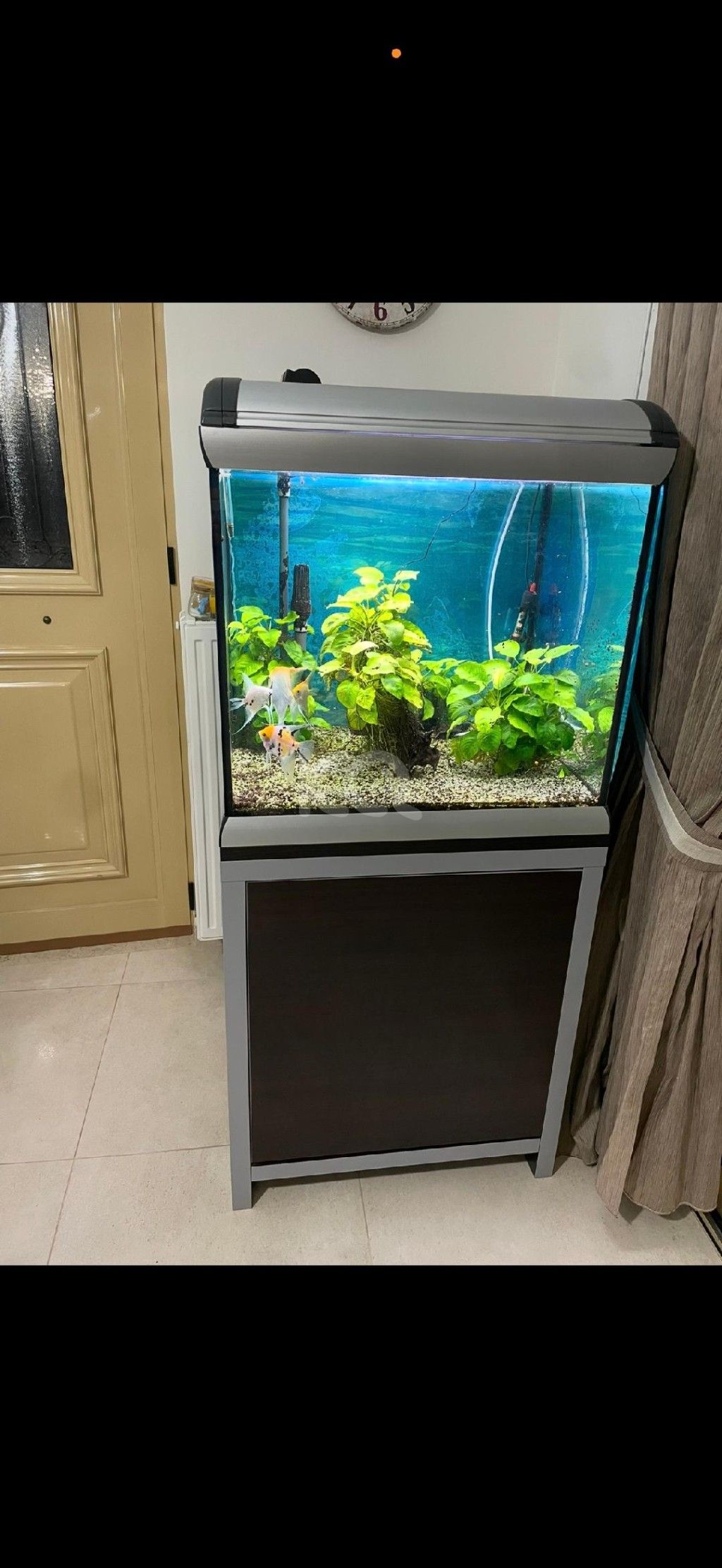 εικόνα αγγελίας