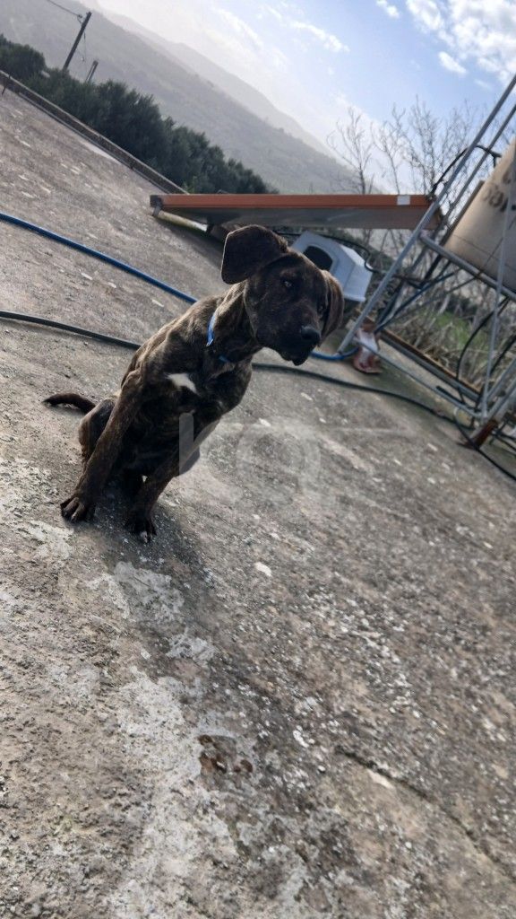 εικόνα αγγελίας