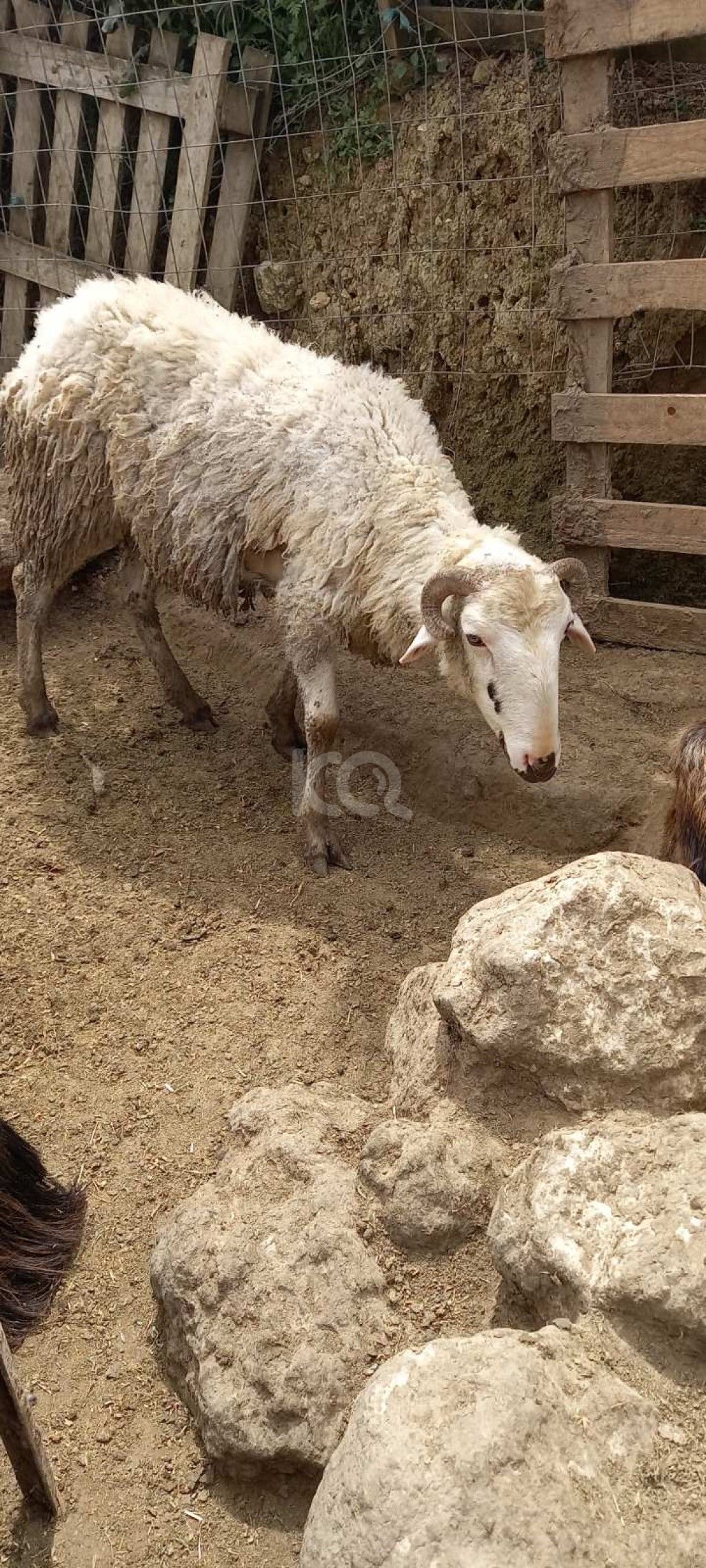 εικόνα αγγελίας