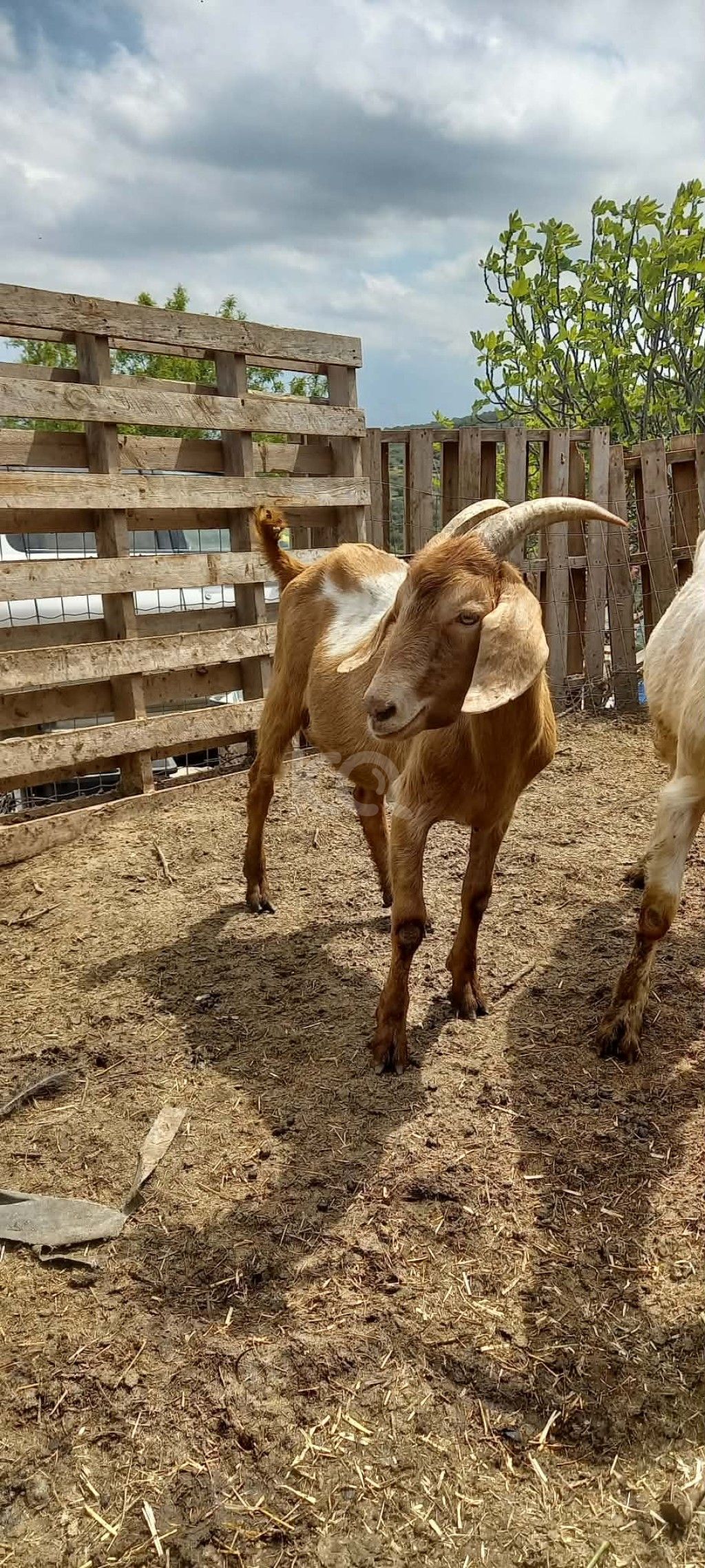 εικόνα αγγελίας