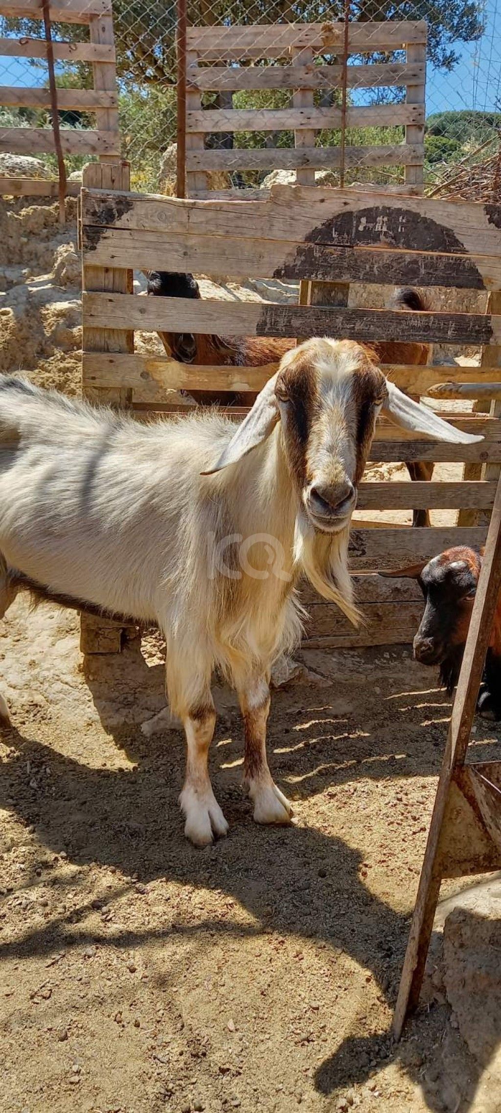 εικόνα αγγελίας