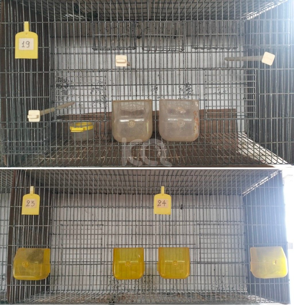 εικόνα αγγελίας