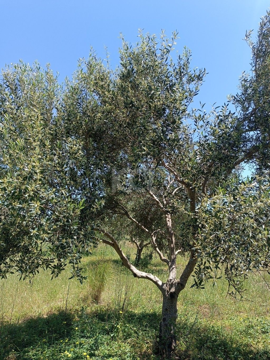 εικόνα αγγελίας