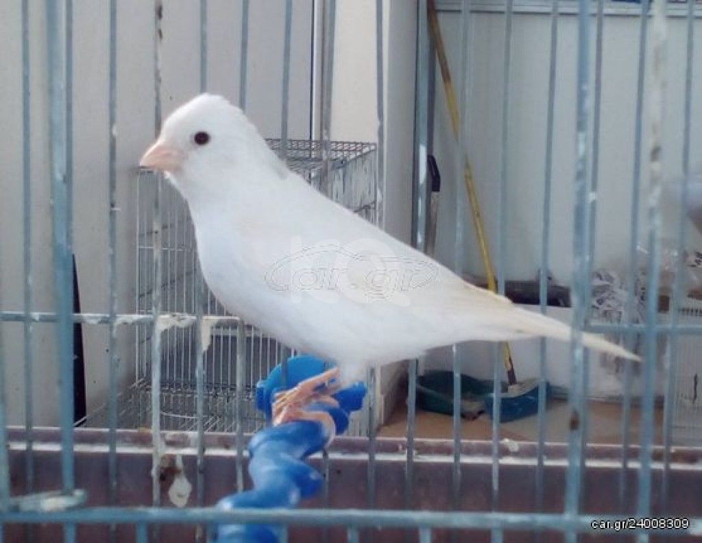 εικόνα αγγελίας