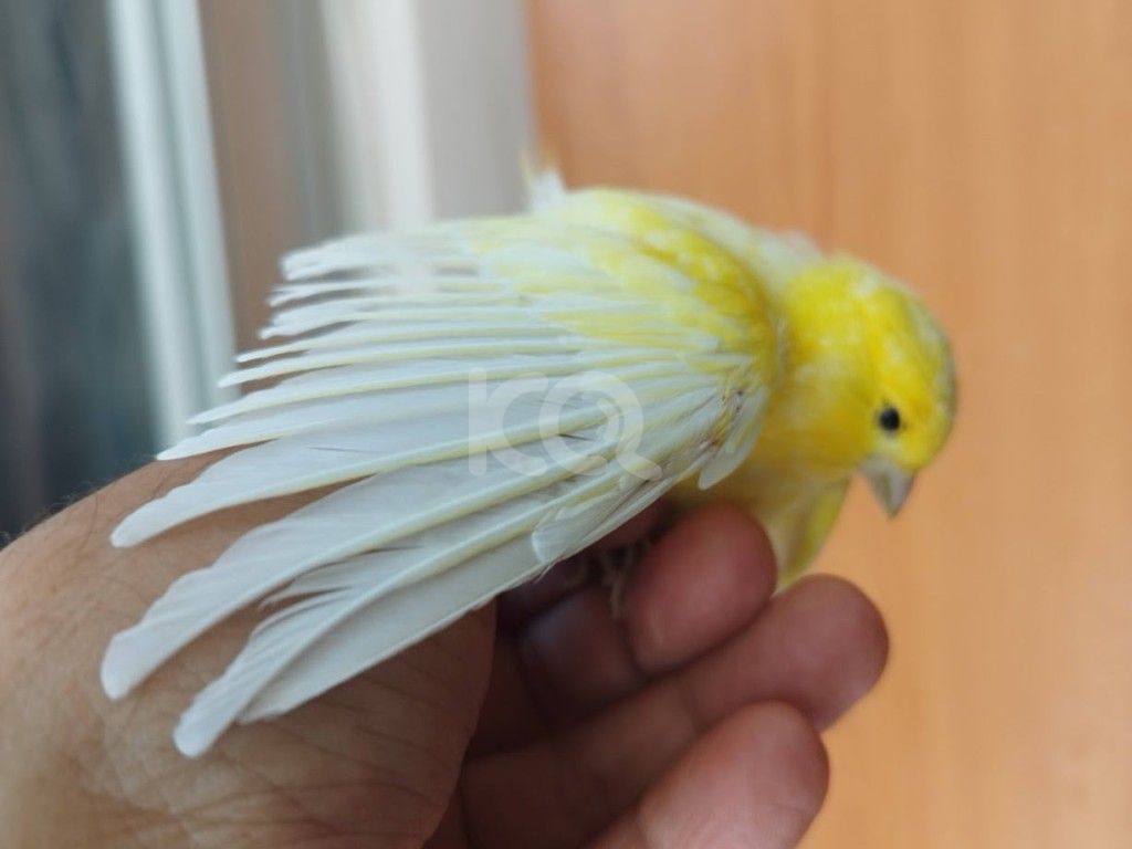 εικόνα αγγελίας