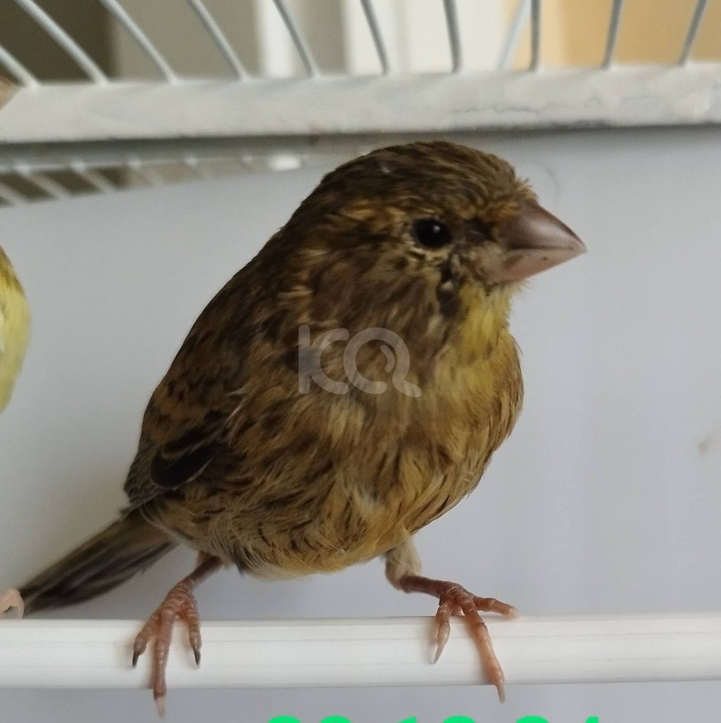 εικόνα αγγελίας