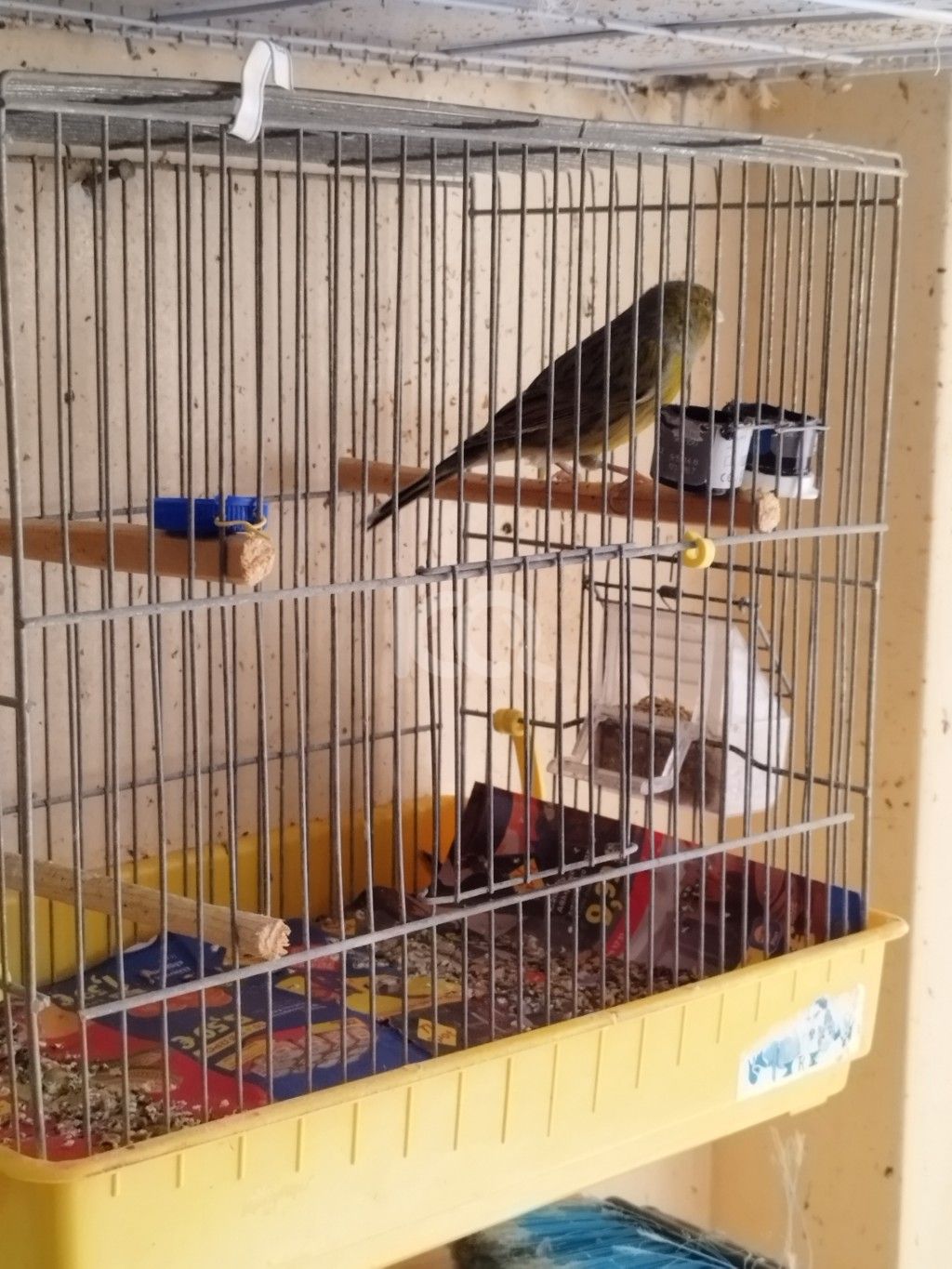 εικόνα αγγελίας