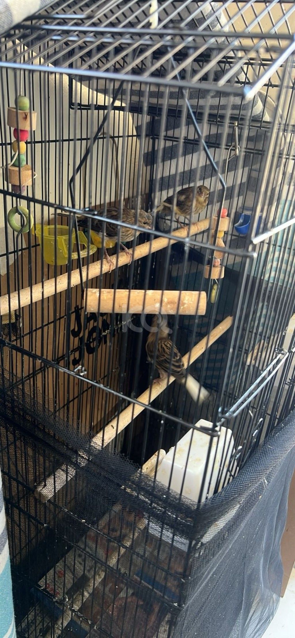 εικόνα αγγελίας