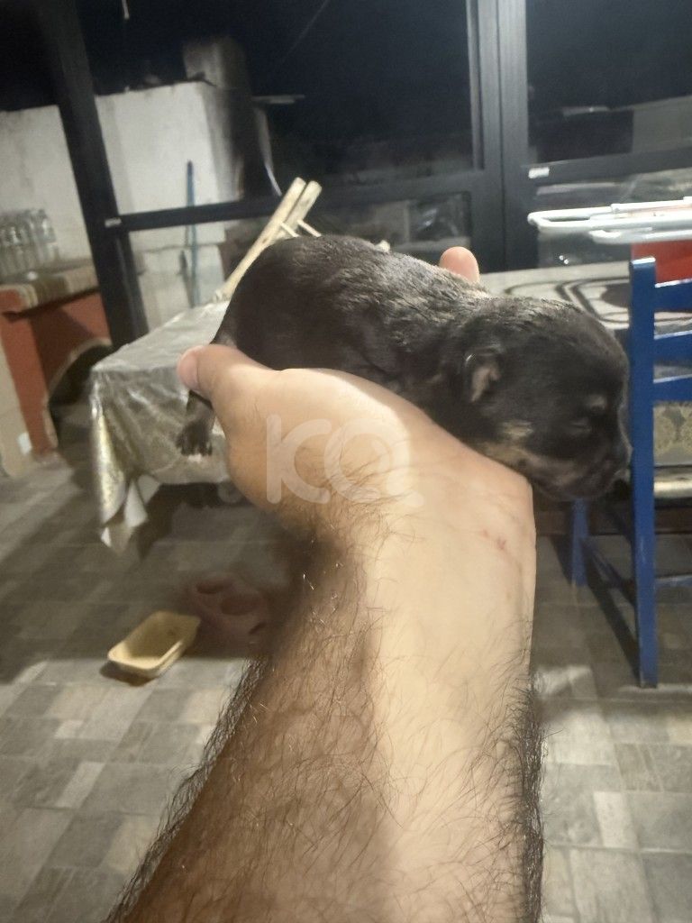 εικόνα αγγελίας