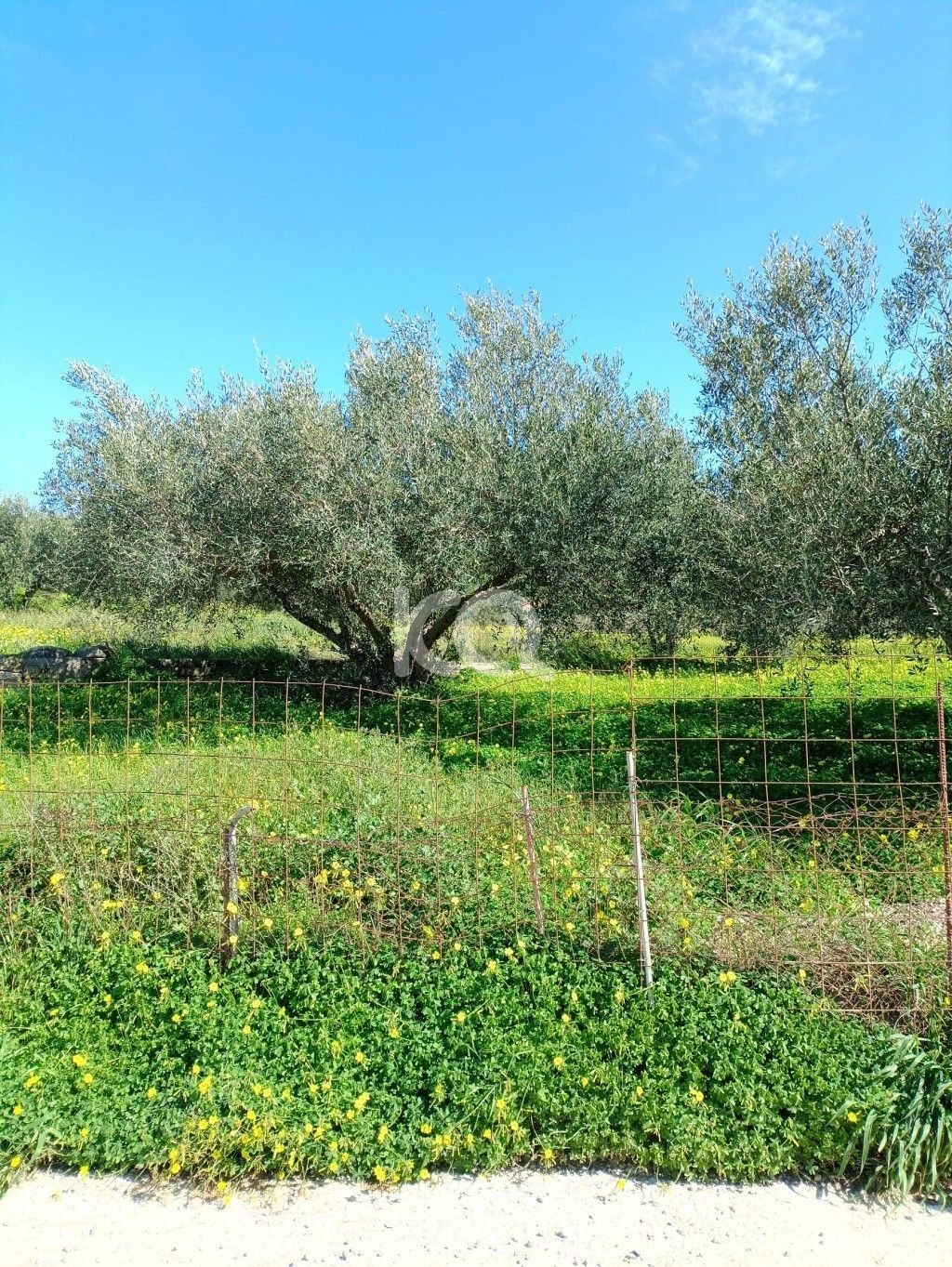εικόνα αγγελίας