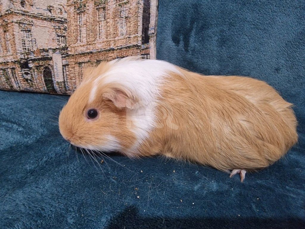 εικόνα αγγελίας