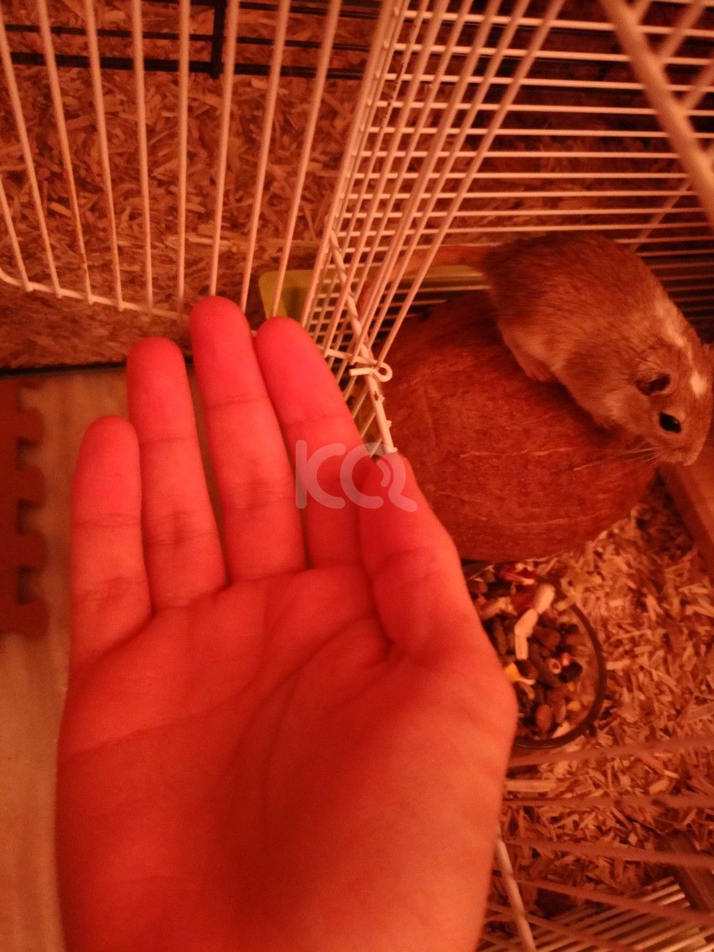 εικόνα αγγελίας