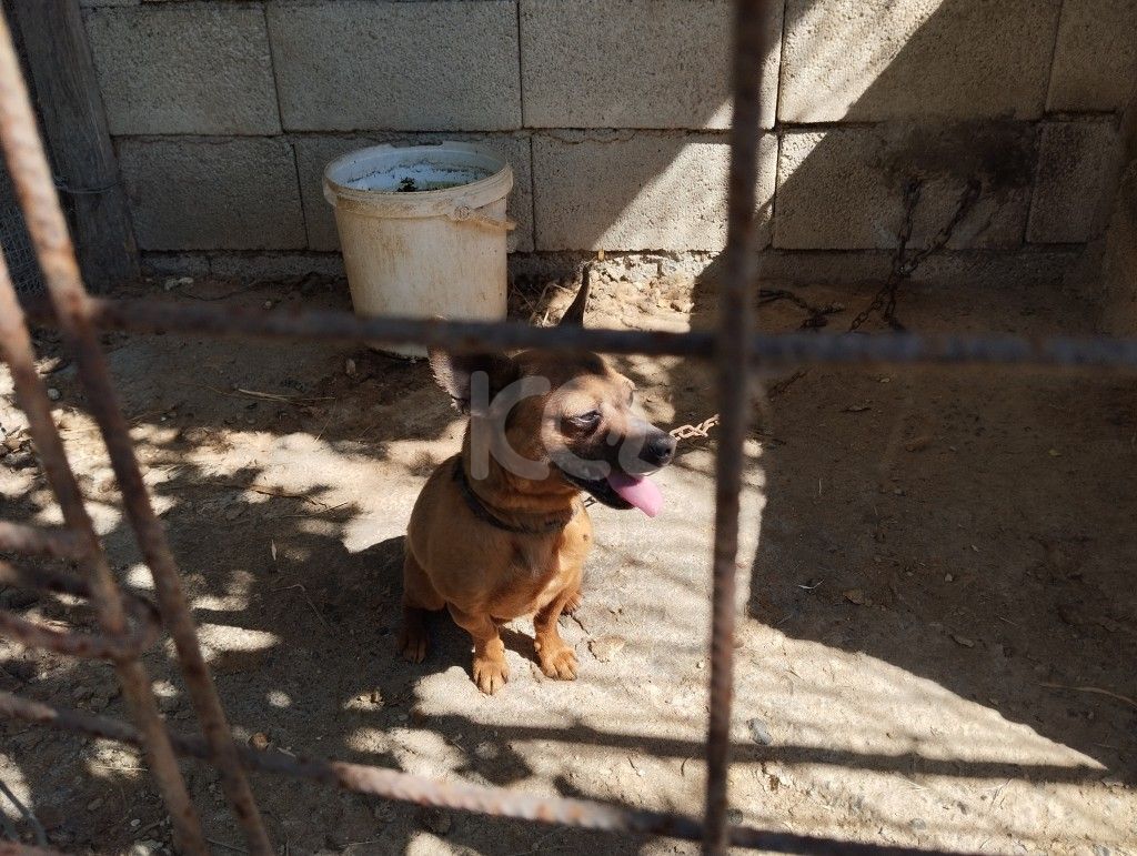 εικόνα αγγελίας