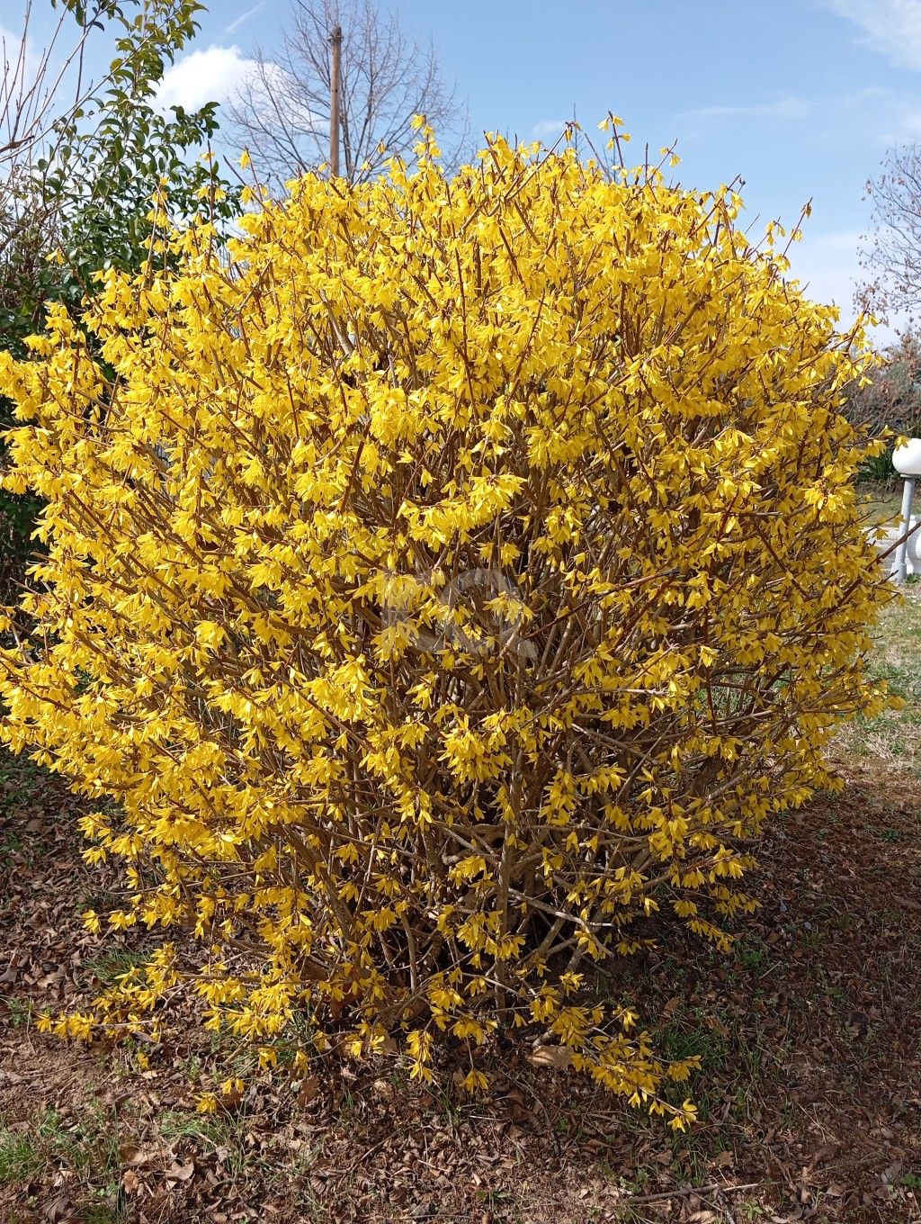 εικόνα αγγελίας