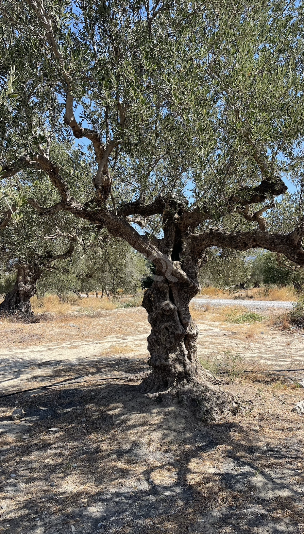 εικόνα αγγελίας