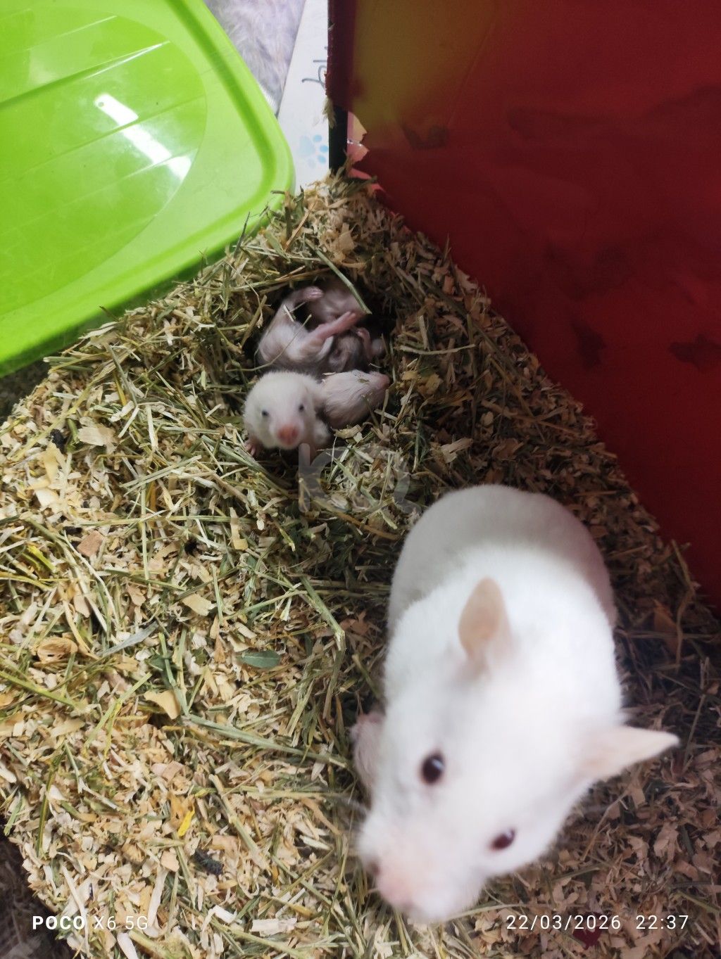 εικόνα αγγελίας