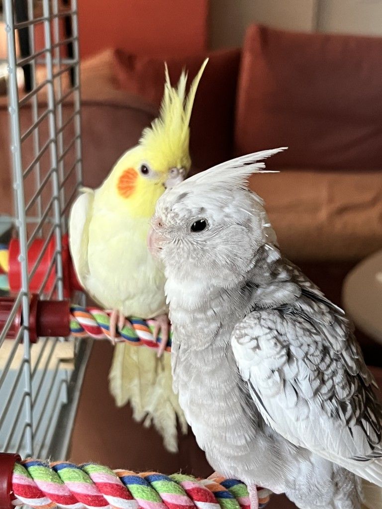 εικόνα αγγελίας