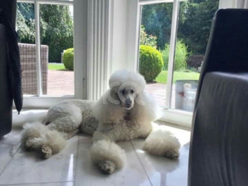 εικόνα αγγελίας