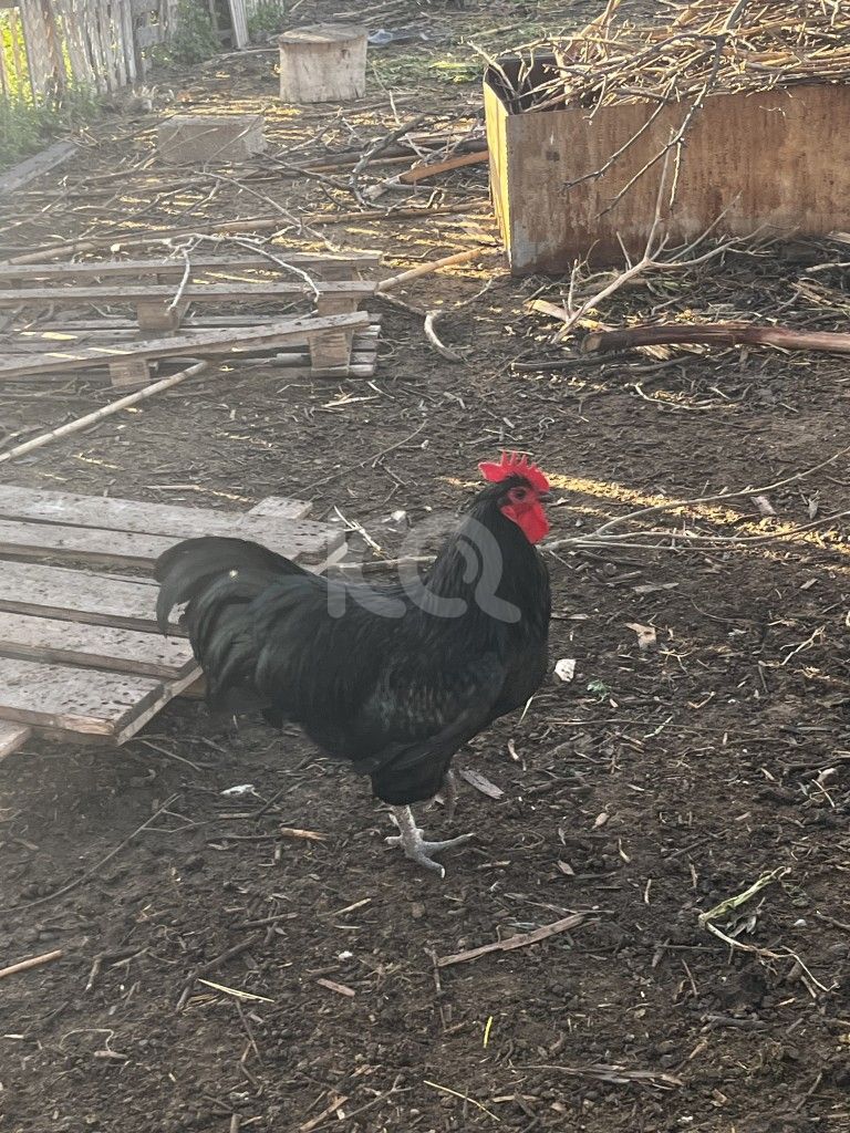 εικόνα αγγελίας