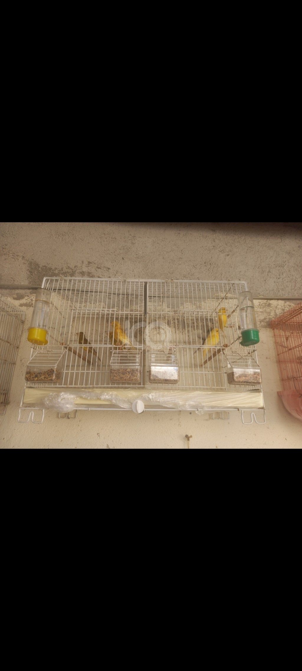 εικόνα αγγελίας