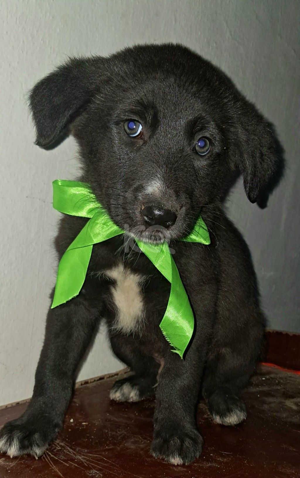 εικόνα αγγελίας