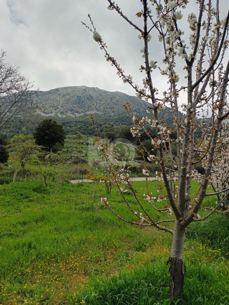 εικόνα αγγελίας