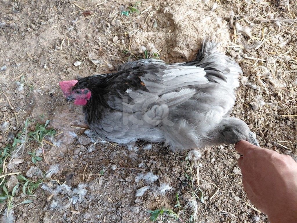 εικόνα αγγελίας